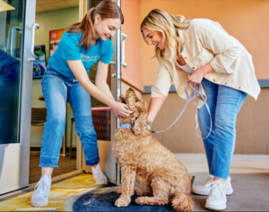 What Would You Do if Your Dog Got Sick on Holiday